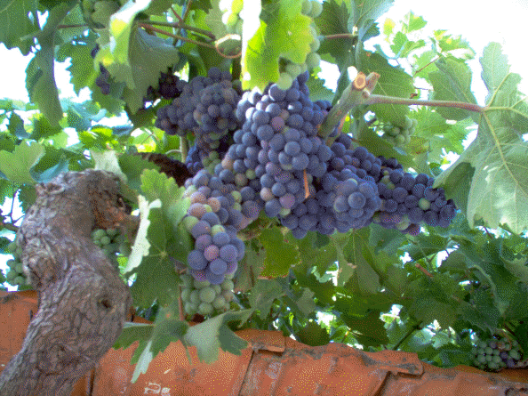 Uvas